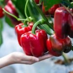 15 Mistakes To Avoid When Cooking Red Bell Peppers