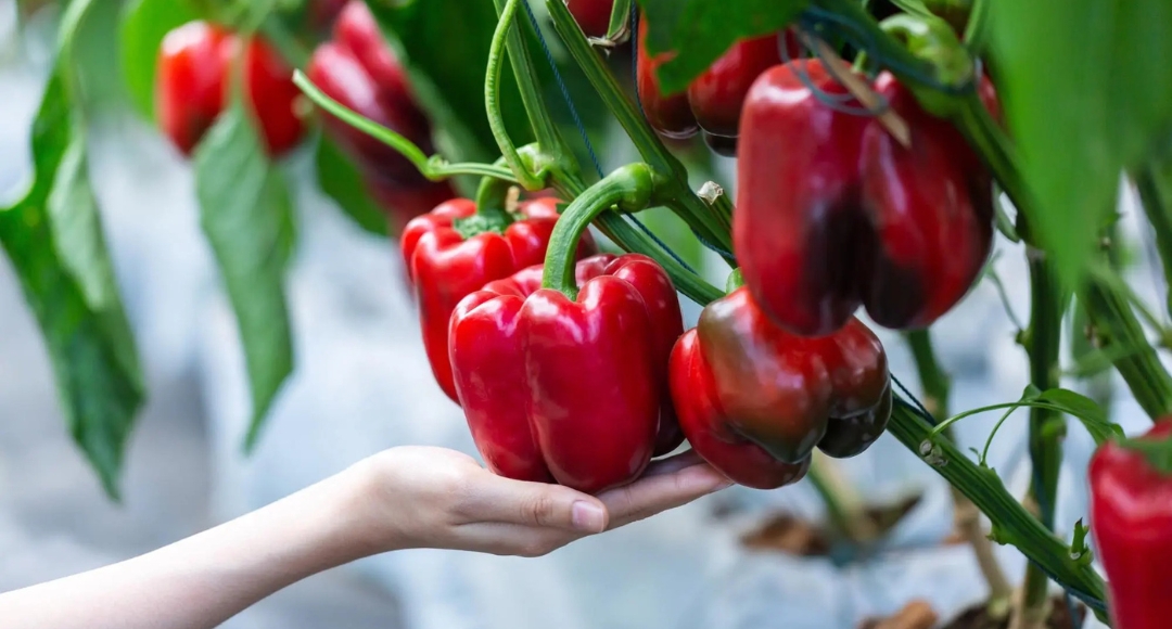 15 Mistakes To Avoid When Cooking Red Bell Peppers