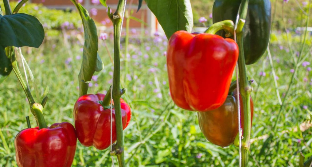 15 Mistakes To Avoid When Cooking Red Bell Peppers