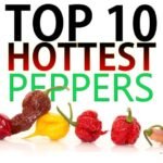 Journey into fire: the top ten hottest chili peppers in the world