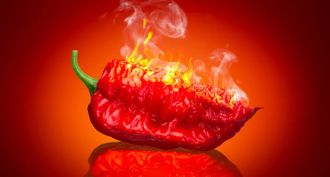 Journey into fire: the top ten hottest chili peppers in the world